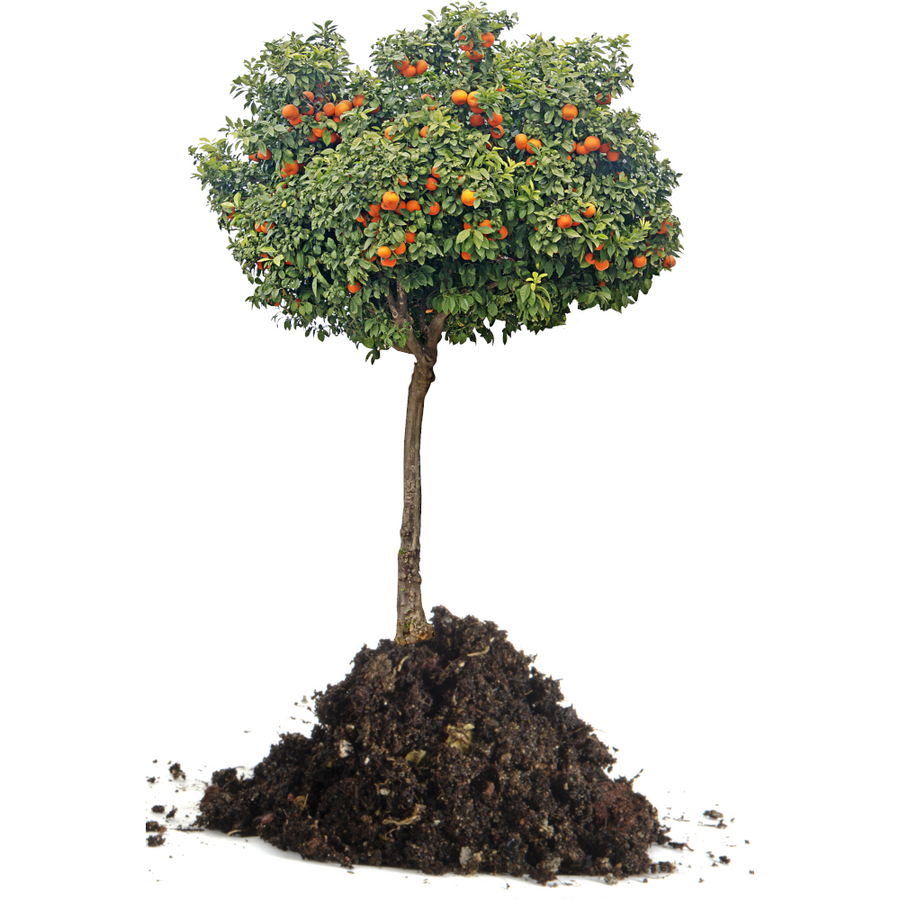 Professional Package